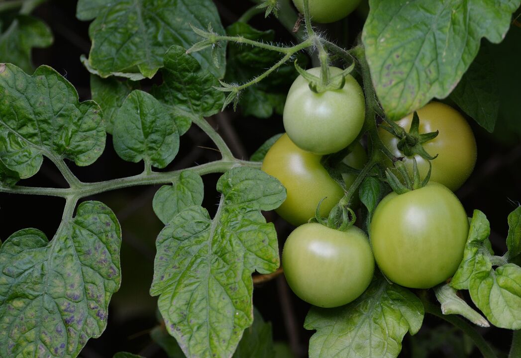 pomodori verdi per le vene varicose